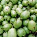 Actinidia kolomikta (Aktinídia význačná - kiwi) ‘DR. SZYMANOWSKI’ - kont. C2L, výška 30-40 cm Actinidia kolomikta (Aktinídia význačná - kiwi) ‘DR. SZYMANOWSKI’ - kont. C2L, výška 30-40 cm